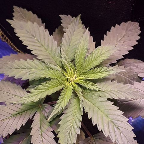 Kilimanjaro  growlog timeline photo