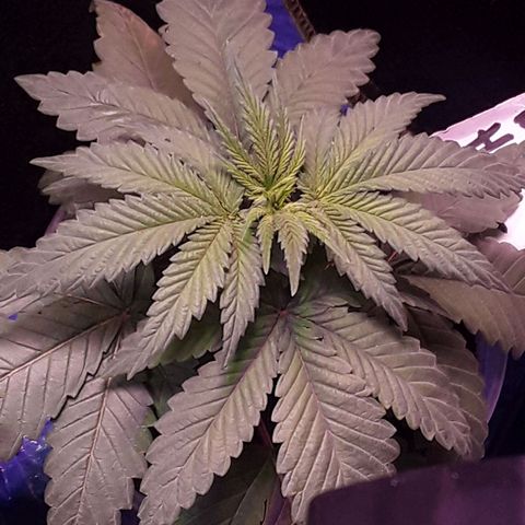 Bubba Haze  growlog timeline photo