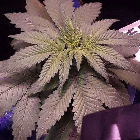 Bubba Haze  growlog timeline photo