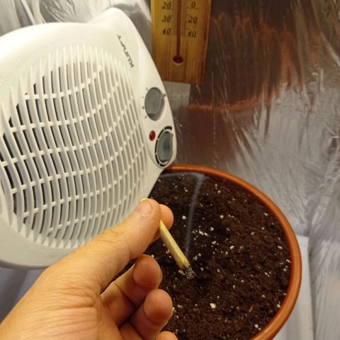  Royal Jack Auto 20-27/03 growlog timeline photo
