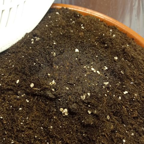  Royal Jack Auto 20-27/03 growlog timeline photo