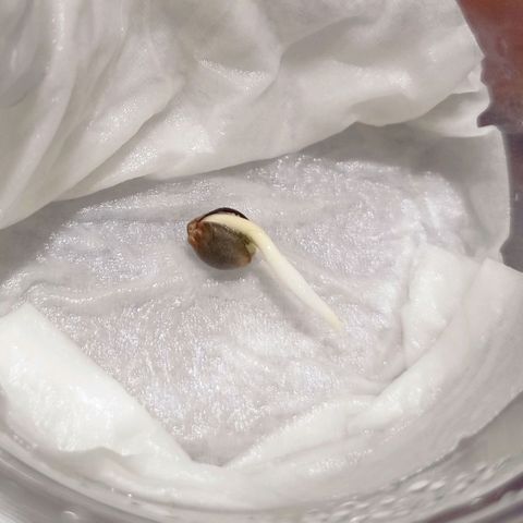  Royal Jack Auto 20-27/03 growlog timeline photo