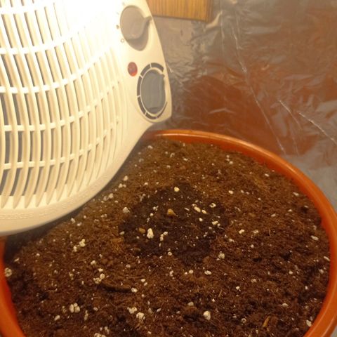  Royal Jack Auto 20-27/03 growlog timeline photo