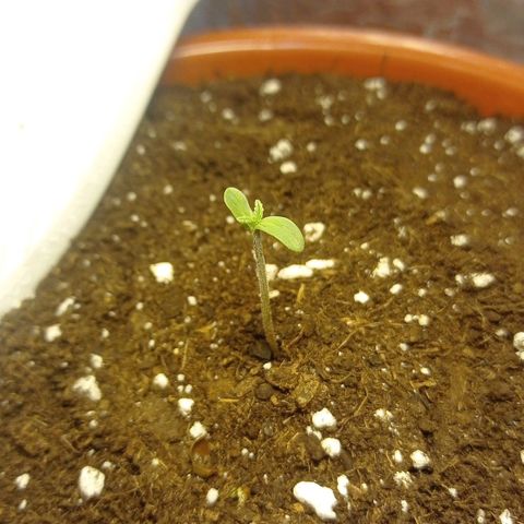  Royal Jack Auto 20-27/03 growlog timeline photo