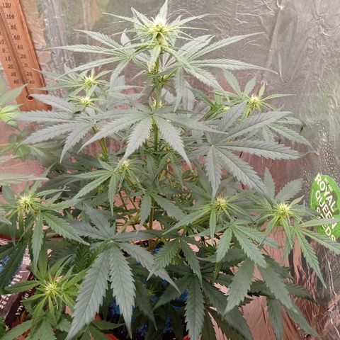  Royal Jack Auto 20-27/03 growlog timeline photo