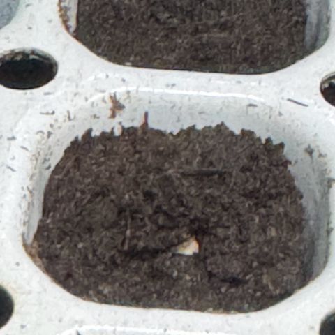 White Widow Automatic #1 growlog photo: Seeing something at seedling #1
Seedling #2 & #3 are still silent