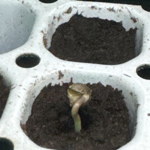 White Widow Automatic #1 growlog photo: Go go go!