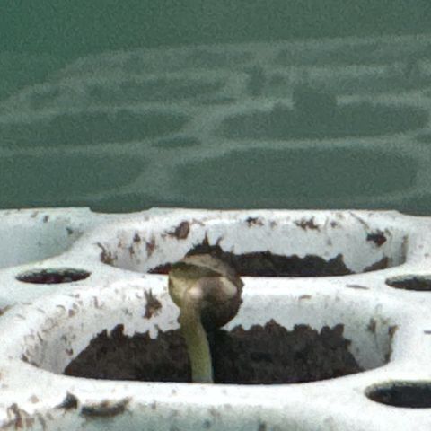 White Widow Automatic #1 growlog photo: Go go go!