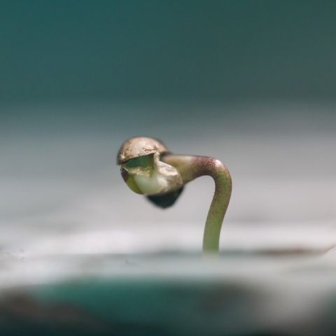White Widow Automatic #1 growlog timeline photo