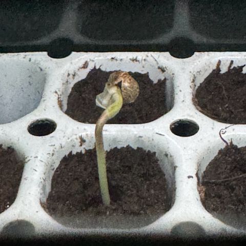 White Widow Automatic #1 growlog photo: Woa! Hes already 3fm!