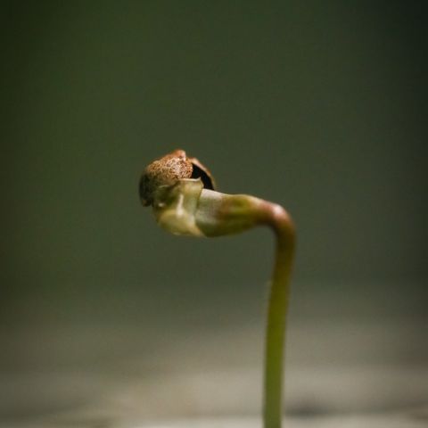White Widow Automatic #1 growlog photo: Hell yeah