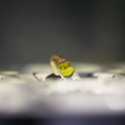 White Widow Automatic #2 growlog photo: go on!