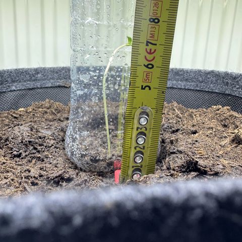 White Widow Automatic #1 growlog photo: Hope he will straighten up..