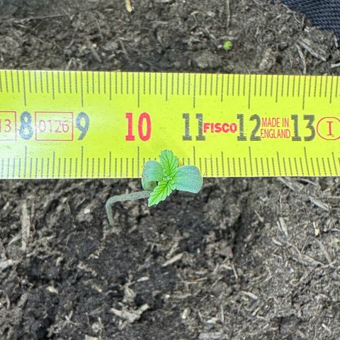 White Widow Automatic #2 growlog photo: Lets measure the size of leaves. Why not?
#1 1,1cm
#2 1cm
#3 1,5cm