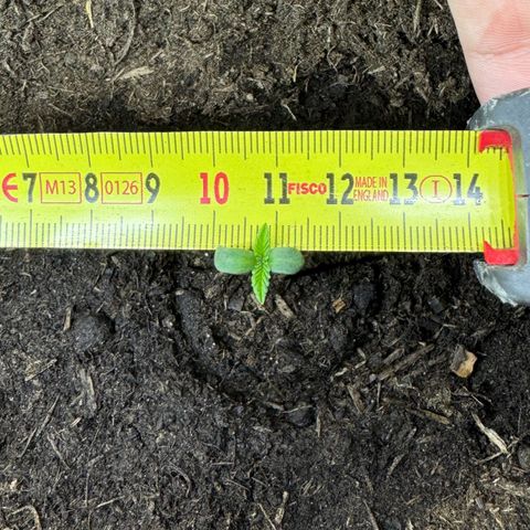 White Widow Automatic #2 growlog photo: Lets measure the size of leaves. Why not?
#1 1,1cm
#2 1cm
#3 1,5cm