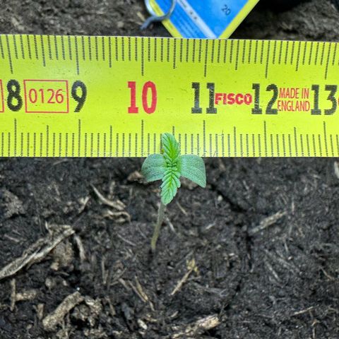 White Widow Automatic #2 growlog photo: Lets measure the size of leaves. Why not?
#1 1,1cm
#2 1cm
#3 1,5cm