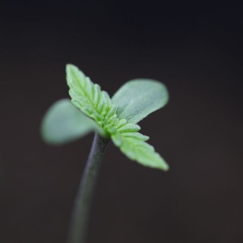 White Widow Automatic #2 growlog photo: Nothing special today :)
