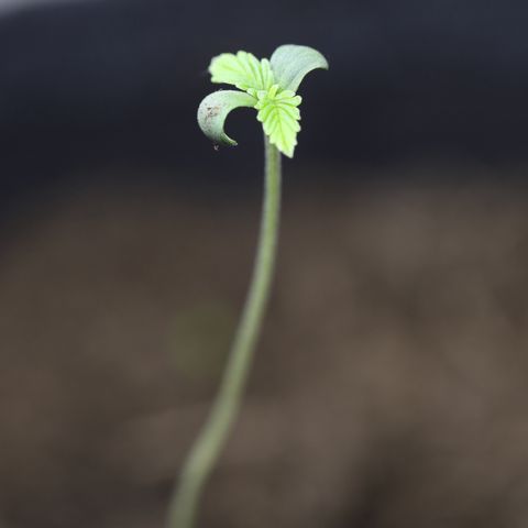 White Widow Automatic #2 growlog photo: Nothing special today :)