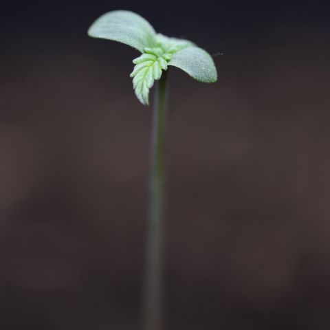 White Widow Automatic #2 growlog photo: Nothing special today :)