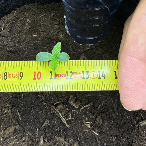White Widow Automatic #2 growlog photo: 2cm leaves!