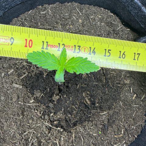 White Widow Automatic #1 growlog photo: #1 has a 4,6cm leave