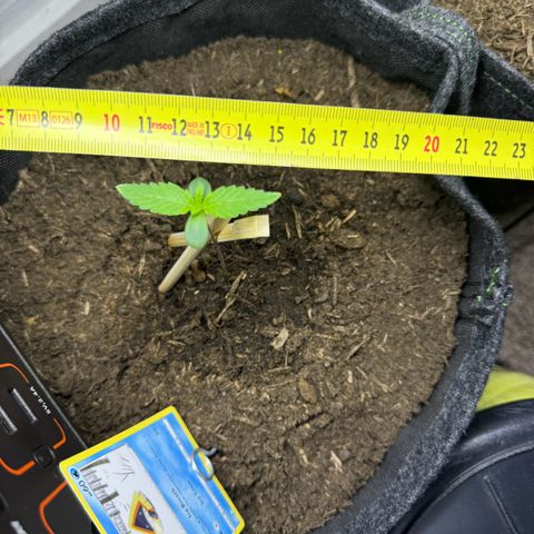 White Widow Automatic #2 growlog photo: #2 a whoppin 5,3cm leave