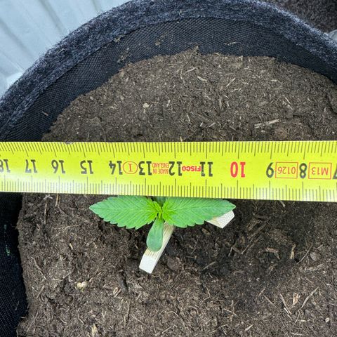 White Widow Automatic #3 growlog photo: #3 big 5cm leave