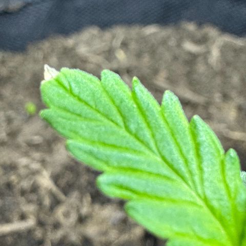 White Widow Automatic #1 growlog photo: #1 has some white tips on both leafs. Might be light burn. distanced the light 8cm further