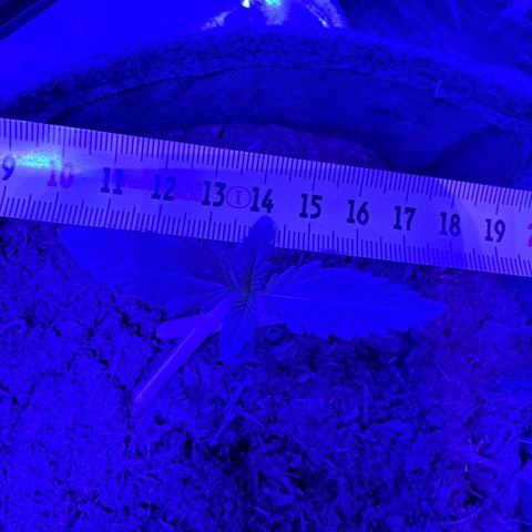 White Widow Automatic #2 growlog photo: Little guy had a 8cm leave