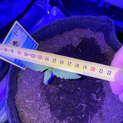 White Widow Automatic #2 growlog photo: 9cm leave!