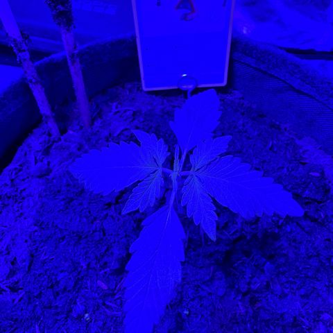 White Widow Automatic #2 growlog timeline photo