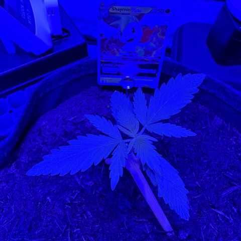 White Widow Automatic #1 growlog photo: What? i have been gone for 3 days