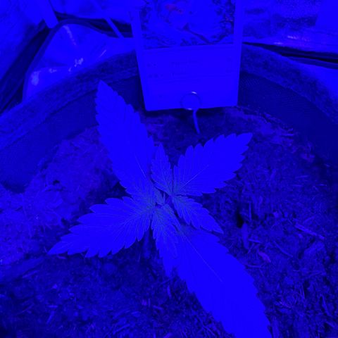 White Widow Automatic #3 growlog photo: Sheeez