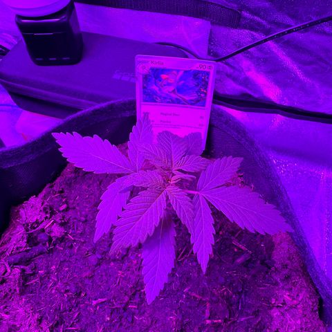 White Widow Automatic #2 growlog photo: #2 is still living