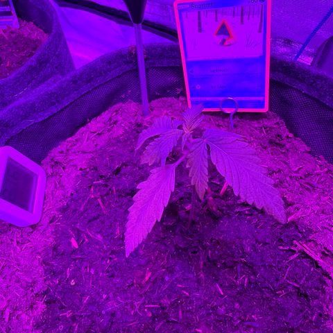 White Widow Automatic #2 growlog photo: #2 is still living