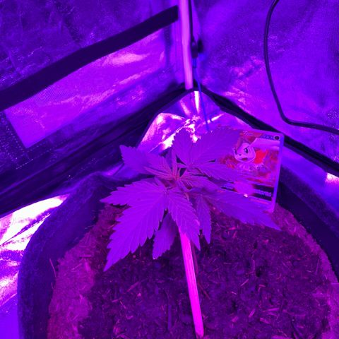 White Widow Automatic #2 growlog photo: #2 is still living