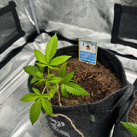 White Widow Automatic #2 growlog photo: LST day 1
