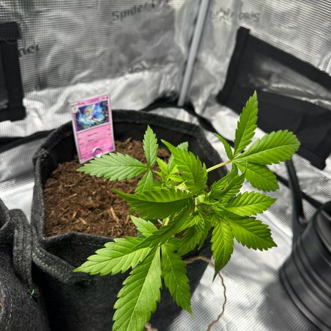 White Widow Automatic #2 growlog photo: LST day 1