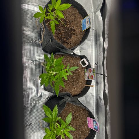 White Widow Automatic #2 growlog photo: LST day 1