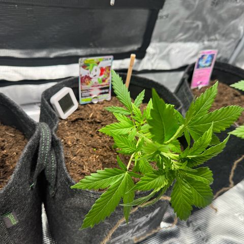 White Widow Automatic #2 growlog photo: LST day 1
