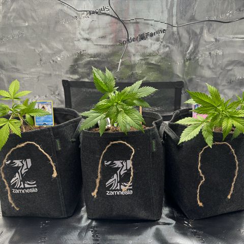 White Widow Automatic #2 growlog photo: LST day 1
