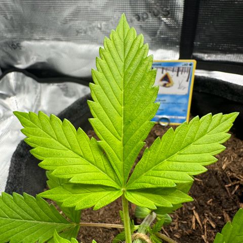 White Widow Automatic #2 growlog photo: LST day 1