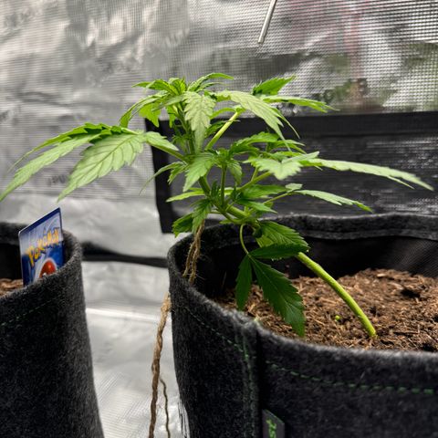 White Widow Automatic #1 growlog timeline photo