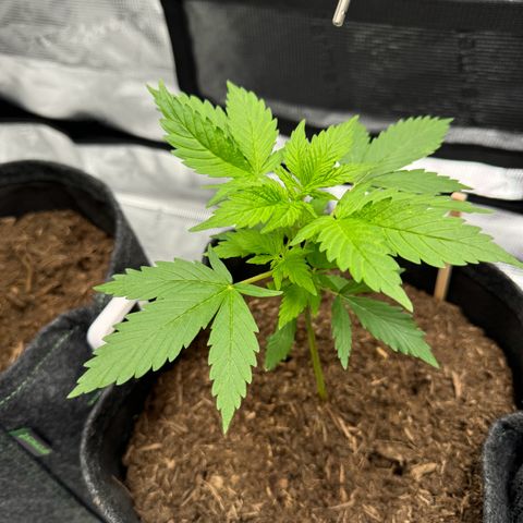 White Widow Automatic #2 growlog timeline photo