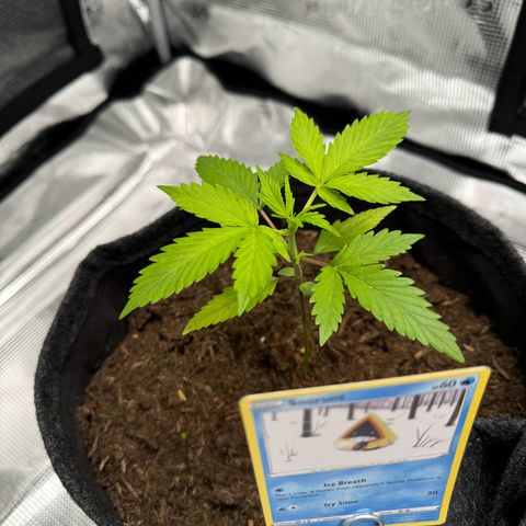 White Widow Automatic #2 growlog timeline photo
