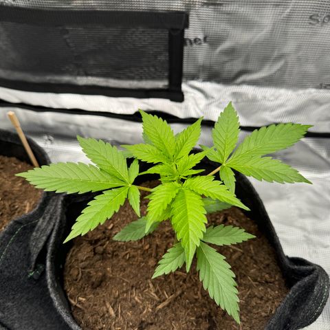 White Widow Automatic #2 growlog timeline photo