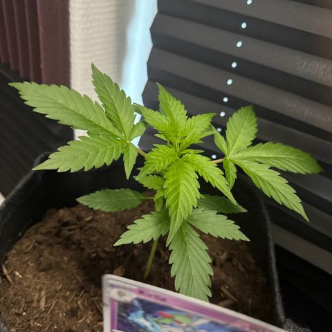 White Widow Automatic #2 growlog timeline photo