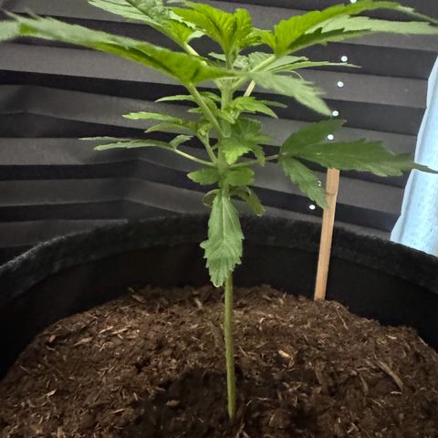 White Widow Automatic #2 growlog timeline photo