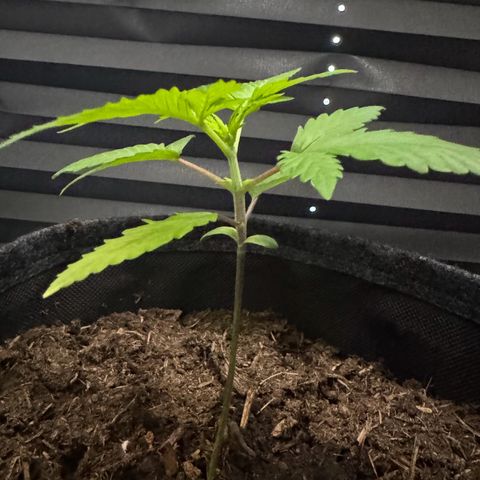 White Widow Automatic #2 growlog timeline photo