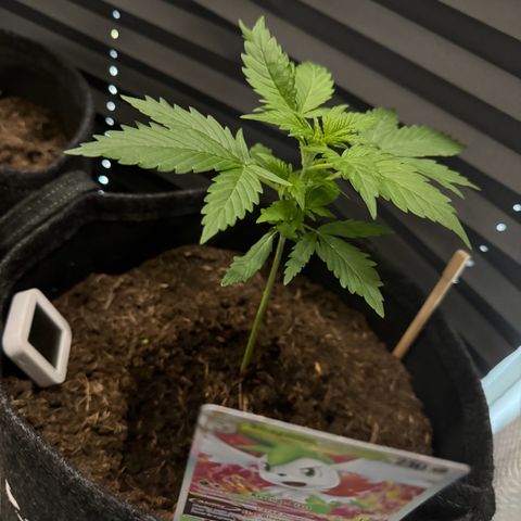 White Widow Automatic #2 growlog timeline photo